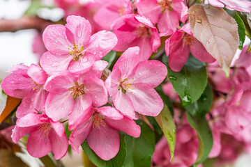 Wall Mural - Fresh pink flowers of a blossoming apple tree with blured background