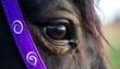© sajar - Close-up of a dark horse's eye, partially obscured by a purple strap