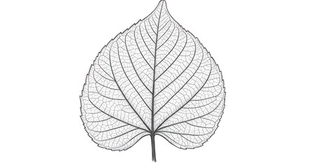 Ephemeral Elegance