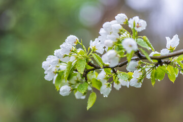 Wall Mural - white blossoming apple trees with rain drops