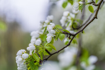 Wall Mural - white blossoming apple trees with rain drops