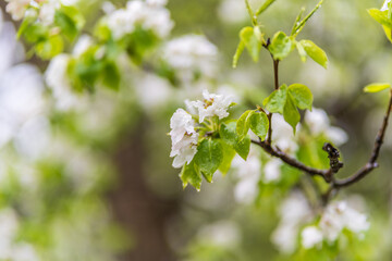 Wall Mural - white blossoming apple trees with rain drops