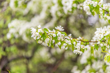 Wall Mural - white blossoming apple trees with rain drops