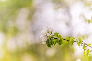 Wall Mural - white blossoming apple trees with rain drops