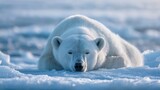 Polar bear sleeping on ice wildlife arctic animal conservation cute bear nature photography white bear