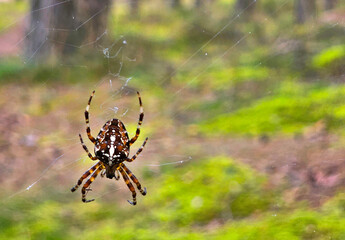 spider on the web in the forest, closeup of photo