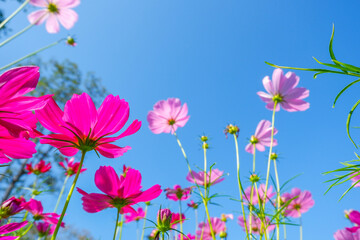Wall Mural - Beautiful pink cosmos flowers blooming in garden,spring season.