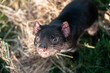 © William - tasmanian devil in the australian bush