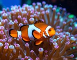 Clownfish in anemone (1)