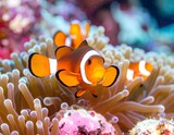 Clownfish in anemone (2)