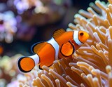 Clownfish in anemone