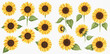 © studio - A beautiful collection of hand-painted watercolor sunflowers, showing various blooms, stems, and leaves on a transparent background.