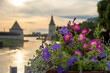 Bright pink flowers on the background of the towers of the Pskov Kremlin, Pskov, Russia