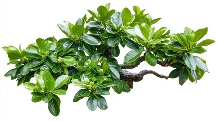 Bonsai tree isolated on white background