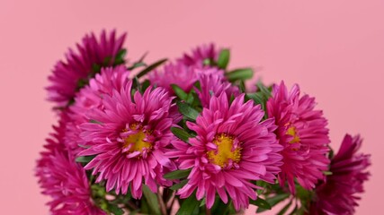 Wall Mural - beautiful asters close-up