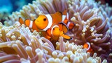 Clownfish family nestled in a vibrant sea anemone