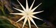 © Artem - A unique macro shot of a star-shaped seed head in golden tones, showing intricate details and patterns.