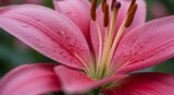 Vibrant Pink Lily Flower in Full Bloom.