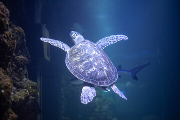 Wall Mural - Big beautiful turtle in an aquarium. Turtle in captivity. Background, space for text. 