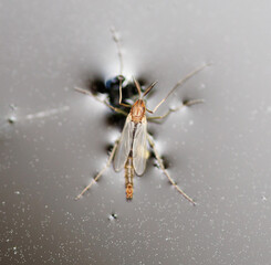 Wall Mural - A fly is sitting on a window sill
