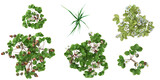 set of Garlic,Fragaria plants on transparent background from the top view