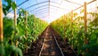 © Rezeki - Rows of tomato plants in a greenhouse