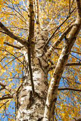 Wall Mural - yellow birch leaves against the blue sky