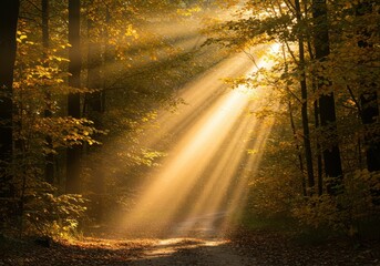 Wall Mural - Golden sunbeams pierce through lush forest canopy creating a magical atmosphere