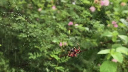 Close-up of a spider walking on its web with a background of lush green plants