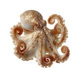 Exploring the graceful octopus underwater ocean depths nature marine world isolated on transparent background, png