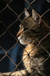 © Madu Oliveira - Retrato em perfil de gato tigrado atrás de tela de proteção com luz dramática e fundo escuro