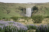 Skogafoss Waterfall With Blooming Lupine Valley in Iceland