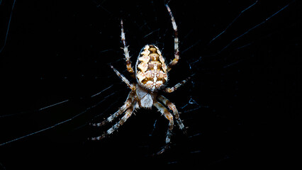 spider on the web