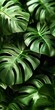 © Kagezt2 - Vertical Arrangement of Lush Green Monstera Leaves in Close-Up Detail Nature Photography