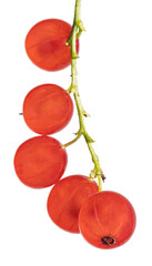 Wall Mural - bunch of red currants with five berries on white