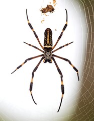 Giant spider on web, detailed view