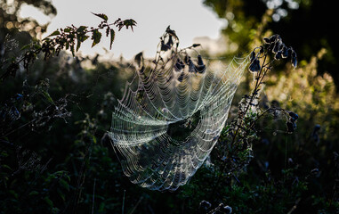 spider web with dew