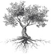 © labirint - Floral vector sketch hand drawn line art in nature, olive tree engraving style with roots — stock vector