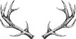 © labirint - Deer vector hand drawn line art in nature, deer antlers in vintage engraving style — stock vector