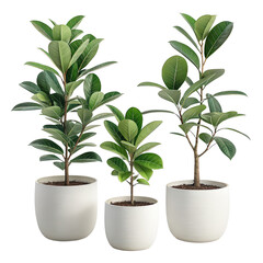 Set of potted plants with green leaves in white ceramic pot isolated on transparent background image, indoor plants arrangement, houseplants collection, botanical decor, nature-inspired design.
