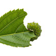 © София Фиалка - A green caterpillar on a large green leaf, with a transparent background. The caterpillar is detailed, showcasing its texture and color against the leaf.