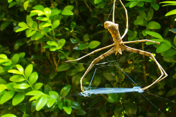Rufous net-casting spider Asianopis subrufa