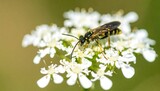 Wasp on White Flower Cluster