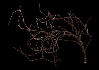 The intricately entwined withered branch of a bush on a black background.