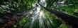 © Alexei - Gazing upwards at the towering trees in a misty fogladen forest