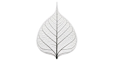 Detailed leaf vein structure image