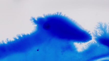 Wall Mural - Blue Ink-like, Fluid Motion Spreading In Abstract. Close-up Shot