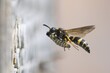 © Wilfried Martin/imageBROKER - Large stem wasp (Symmorphus murarius), flying, transporting a leaf beetle larva (Chrysomelidae) into its nest tube, Hesse, Germany