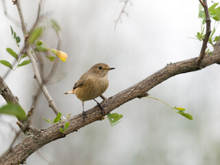 Wall Mural - Common redstart, Phoenicurus phoenicurus