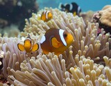 Clownfish in an anemone